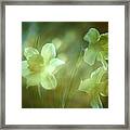 Daffodils1 Framed Print
