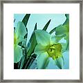 Daffodils2 Framed Print