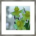 Daffodils3 Framed Print