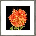 Dahlia In Orange Framed Print