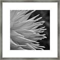 Dahlia Petals In Black And White Framed Print