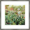 Dahlias Framed Print