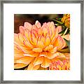 Dahlias In The Garden Framed Print