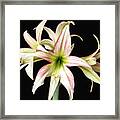 Dainty And Soft. Framed Print