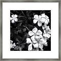 Dainty Blooms - Black And White Photograph Framed Print
