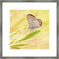 Dainty Butterfly Framed Print