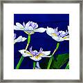 Dainty White Irises All In A Row Framed Print