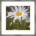 Daisy 1 Framed Print