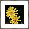 Daisy Daisy And A Bud Framed Print