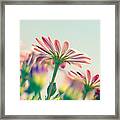 Daisy Flower Field Framed Print
