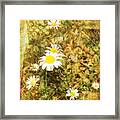 Daisy Glow Framed Print