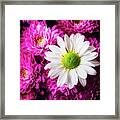 Daisy In Pompons Framed Print