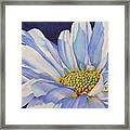 Daisy Framed Print