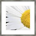 Daisy Framed Print