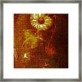 Daisy Framed Print