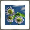 Daisy Trio - White Daisies Glistening In Sunlight With Mist Droplets Framed Print