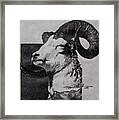 Dall Ram Framed Print