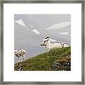 Dall Sheep Ewe And Her Lamb  Ovis Dalli Framed Print
