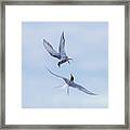 Dancing Arctic Terns Framed Print