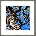 Dancing Branches Framed Print