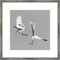 Dancing Egrets 2017-3 Framed Print