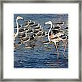 Dancing Flamingos Framed Print