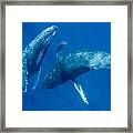 Dancing Humpback Whales Framed Print