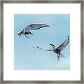 Dancing Terns Framed Print