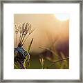 Dandelion Framed Print