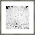 Dandelion Framed Print