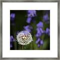Dandelion In Bluebells Framed Print