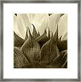 Dandelion In Sepia Framed Print