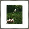 #dandelionclock #dandelion #nature Framed Print