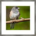 Dark Eyed Junco Perched On A Branch Framed Print