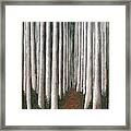 Dark Forest Framed Print