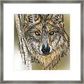 Dark Wolf With Birch Framed Print