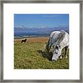 Dartmoor Ponies On Gibbet Hill Dartmoor Devon Framed Print