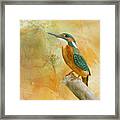 Dawn Kingfisher Framed Print