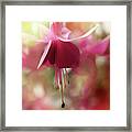 Dawn Petals Framed Print