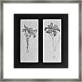 Day Lilies Framed Print