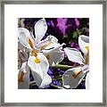 Day Lily Framed Print
