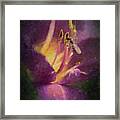 Daylily  And Friend Framed Print