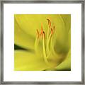 Daylily Soft Focus Framed Print