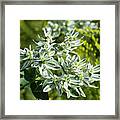 Ddp Djd Snow On The Mountain 2489 Framed Print