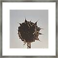 Dead Sunflower Framed Print