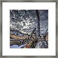 Dead Tree Framed Print