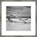 Death Of A Tree Framed Print