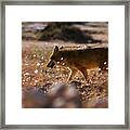 Death Valley Coyote And Flowers Framed Print