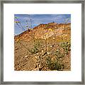 Death Valley Superbloom 202 Framed Print