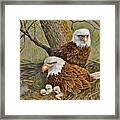 Decorah Eagle Family Framed Print